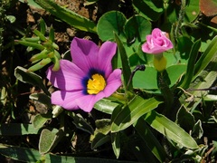 Moraea barnardiella