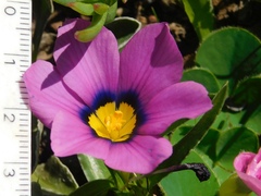 Moraea barnardiella