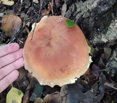 Boletus