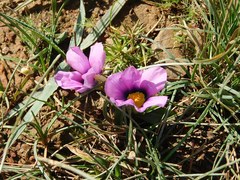 Moraea barnardiella