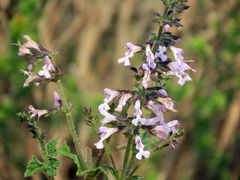 Salvia triangularis