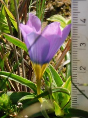 Moraea barnardiella
