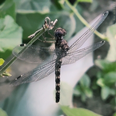 Bradinopyga geminata