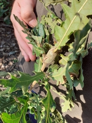 Pseudoneuroterus macropterus