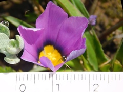 Moraea barnardiella