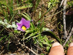 Moraea barnardiella