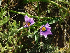 Moraea barnardiella
