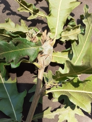 Pseudoneuroterus macropterus