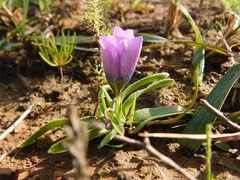 Moraea barnardiella