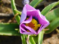 Moraea barnardiella