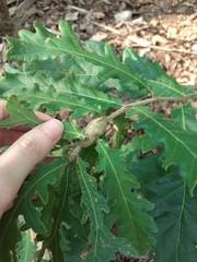 Pseudoneuroterus macropterus