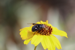 Copestylum violaceum