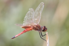 Tramea darwini