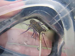 Panulirus versicolor