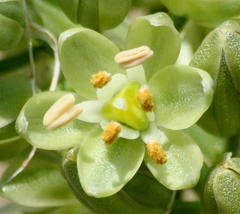 Albuca virens image