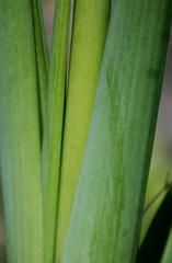 Albuca virens subsp. virens image