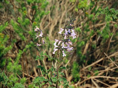 Salvia triangularis