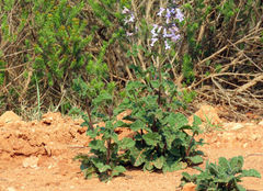 Salvia triangularis