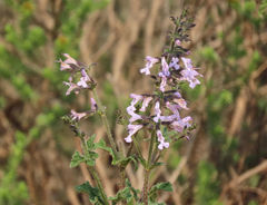 Salvia triangularis