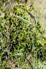 Albuca virens image