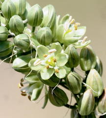 Albuca virens image