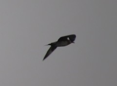 Stercorarius longicaudus