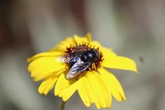 Copestylum violaceum
