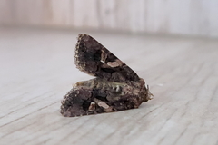 Tycomarptes inferior