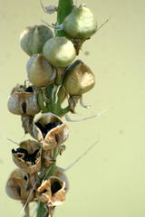 Albuca virens image