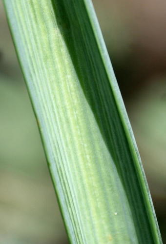 Albuca virens image