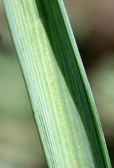 Albuca virens subsp. virens image