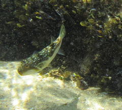 Amblyrhynchote honckenii