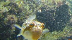 Amblyrhynchote honckenii