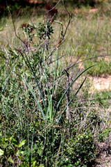 Albuca virens subsp. virens image