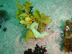 Sargassum incisifolium