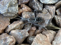 Apiomerus longispinis