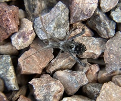 Apiomerus longispinis