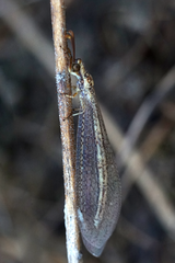 Macronemurus bilineatus