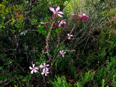 Pachypodium succulentum