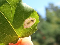 Phyllonorycter sagitella