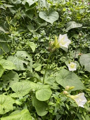 Ipomoea santillanii