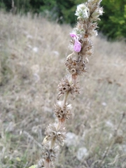 Stachys germanica
