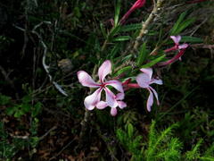 Pachypodium succulentum
