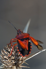 Carpocoris mediterraneus mediterraneus