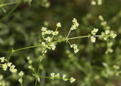 Galium matthewsii
