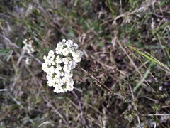 Achillea nobilis