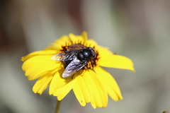 Copestylum violaceum