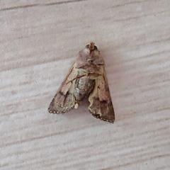 Tycomarptes inferior