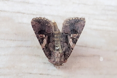 Tycomarptes inferior