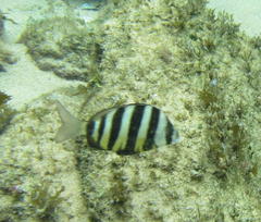 Diplodus hottentotus